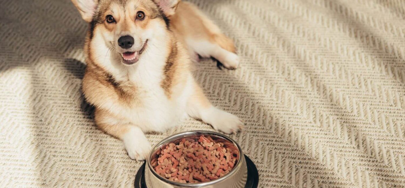 Köpeğinizi Sıcak Havalarda Nasıl Sağlıklı Tutarsınız? Su İçme Rehberi