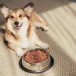 Köpeğinizi Sıcak Havalarda Nasıl Sağlıklı Tutarsınız? Su İçme Rehberi