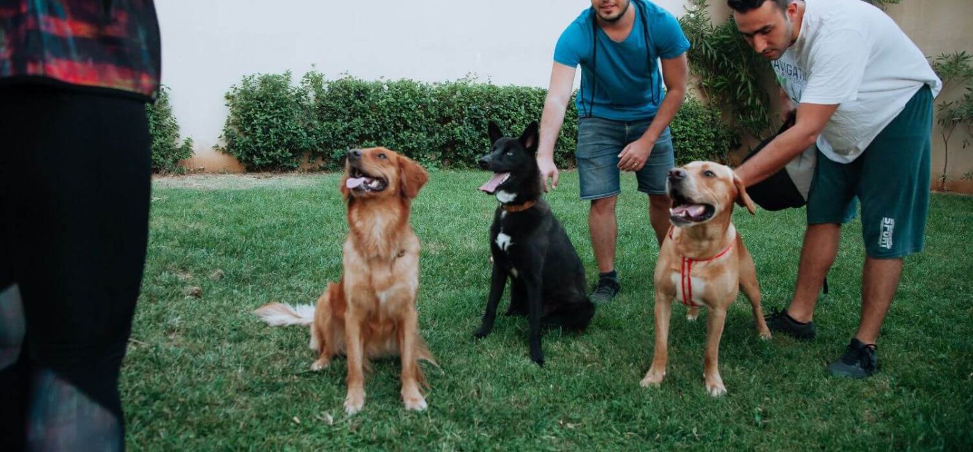 Köpek Eğitiminde Doğru Ödül Seçimi: En İyi Atıştırmalıklar Rehberi