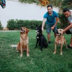 Köpek Eğitiminde Doğru Ödül Seçimi: En İyi Atıştırmalıklar Rehberi