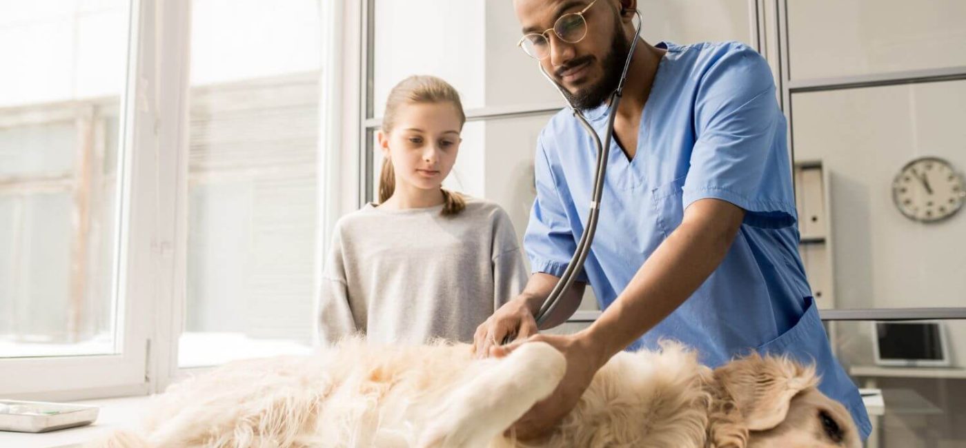 Veteriner Kardiyolojisi Nedir? Dostunuzun Kalp Sağlığı Hakkında Bilmeniz Gerekenler